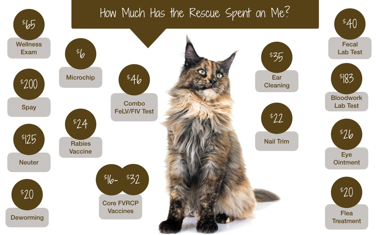 Cat Adoption Fees Wine Country Animal Lovers