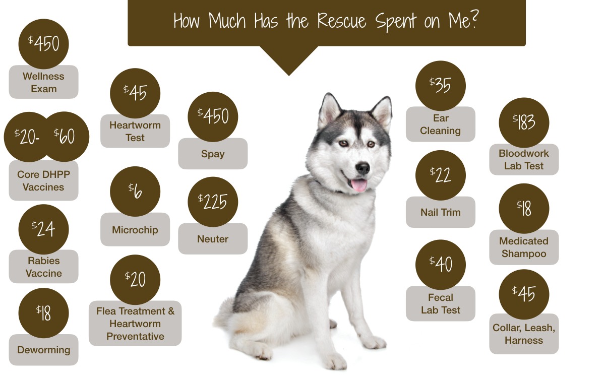 Dog Adoption Fees Wine Country Animal Lovers